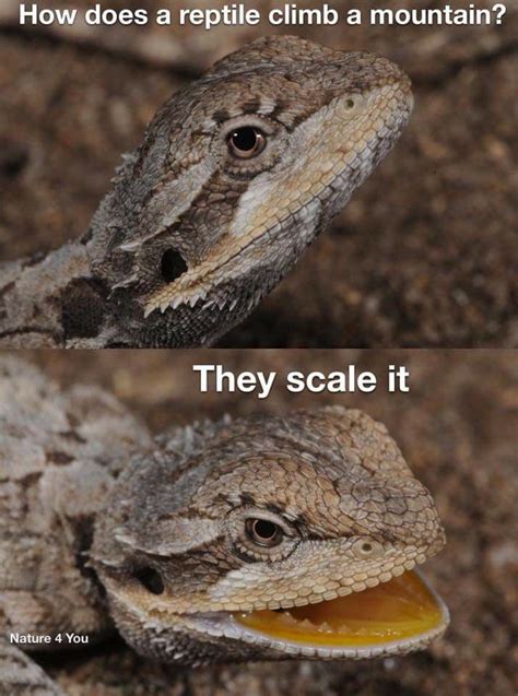 reptile memes